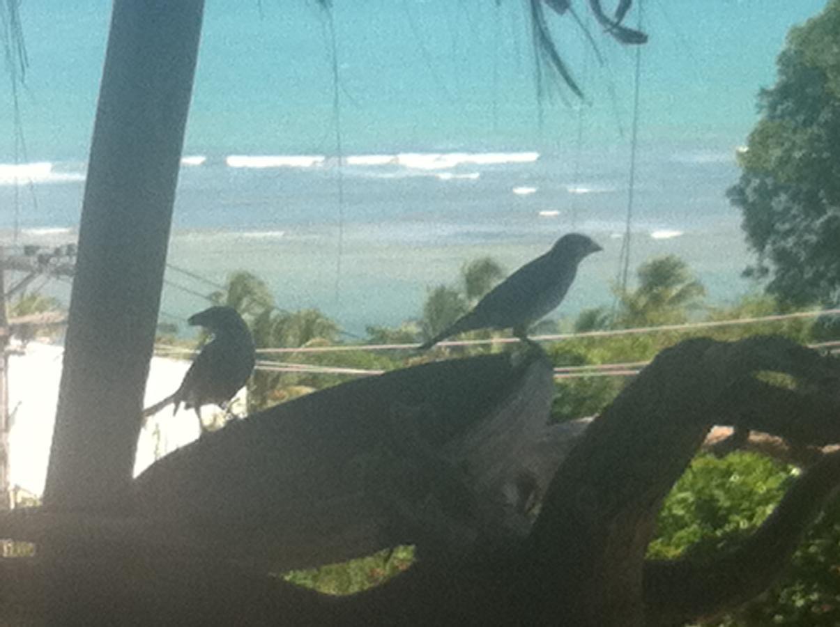 Novos Baianos Hostel E Pousada Porto Seguro Eksteriør billede Two juvenile birds